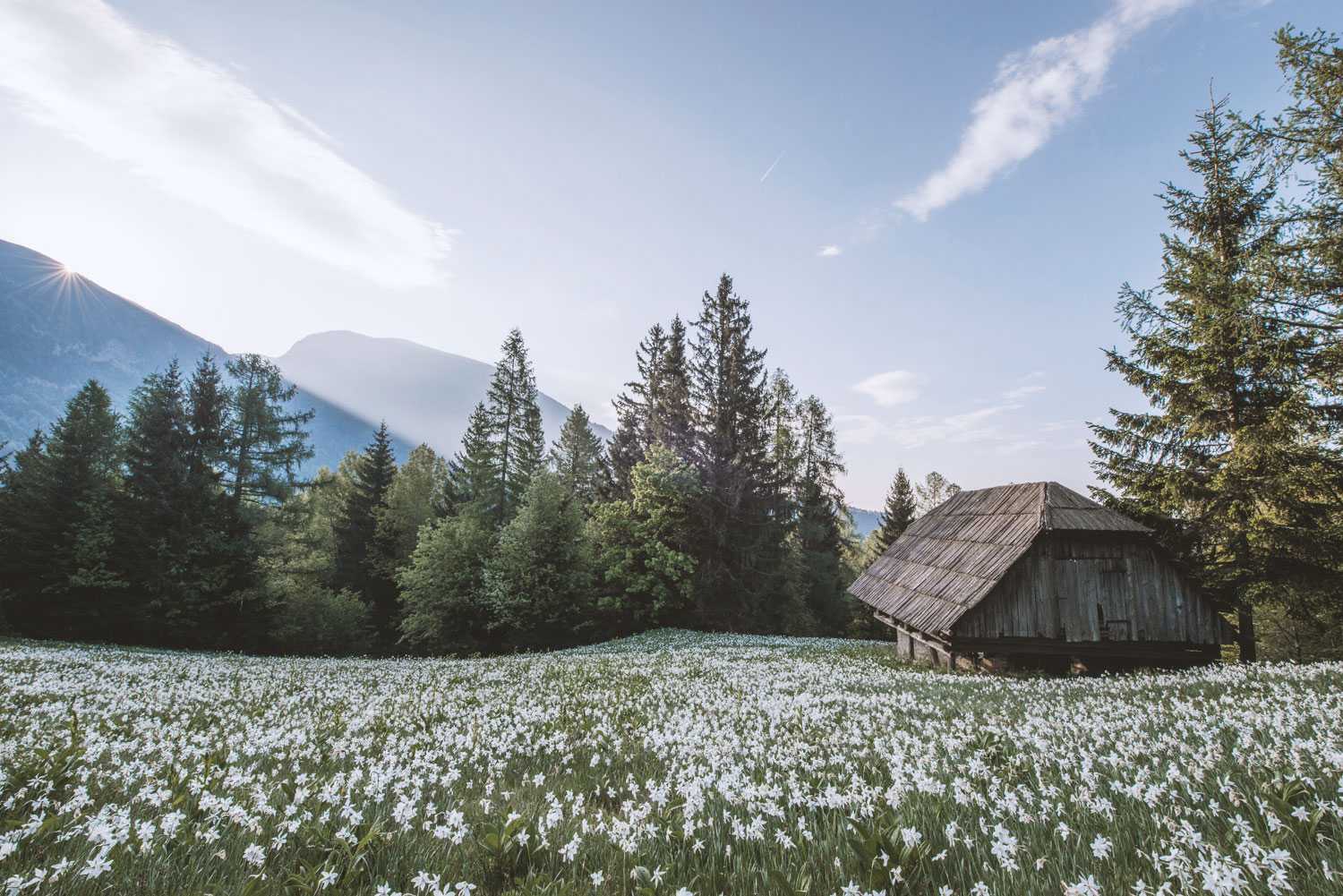 Almwiesenbestattung: Ablauf, Kosten & Ruhezeiten