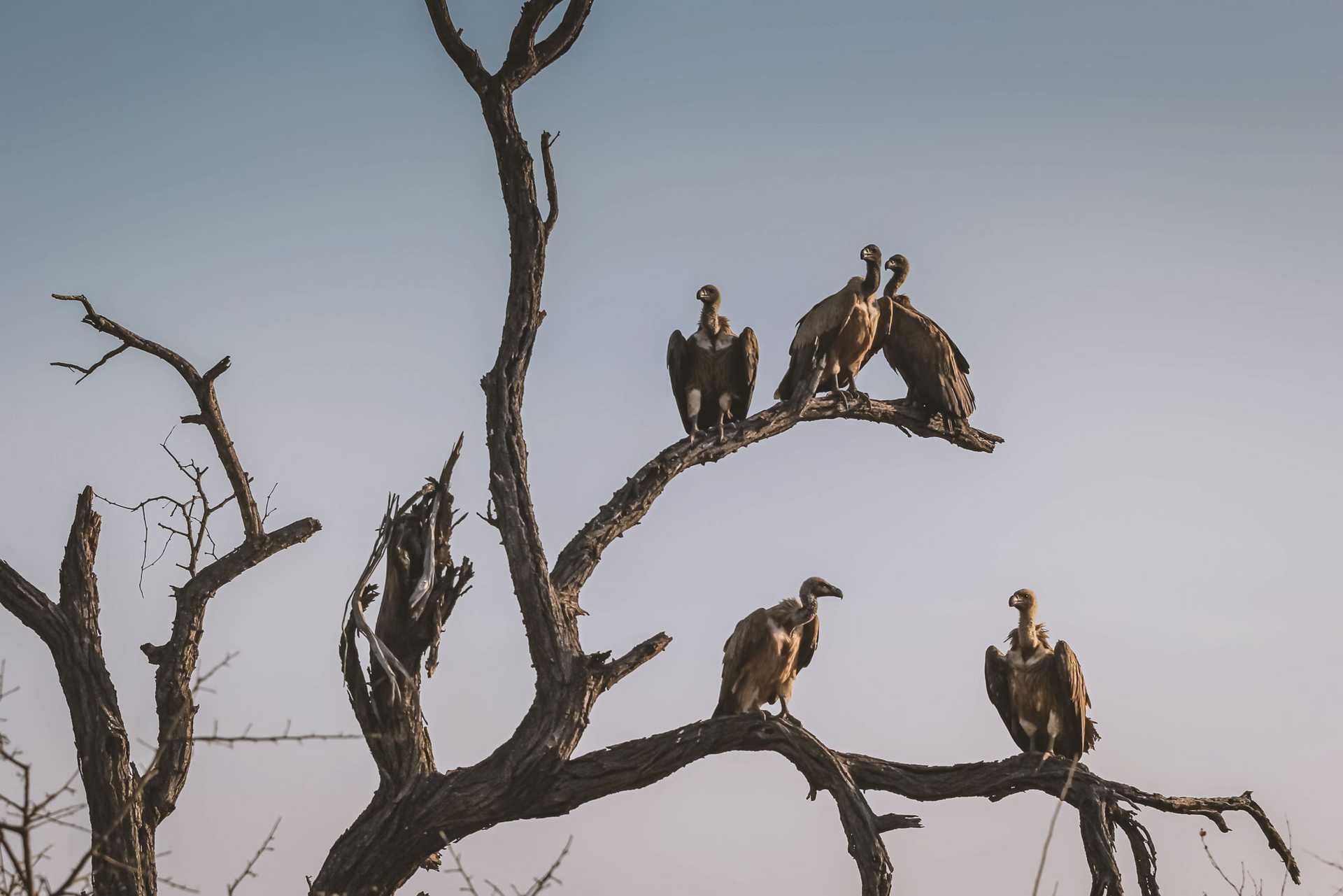 Himmelsbestattung und Sky Burial