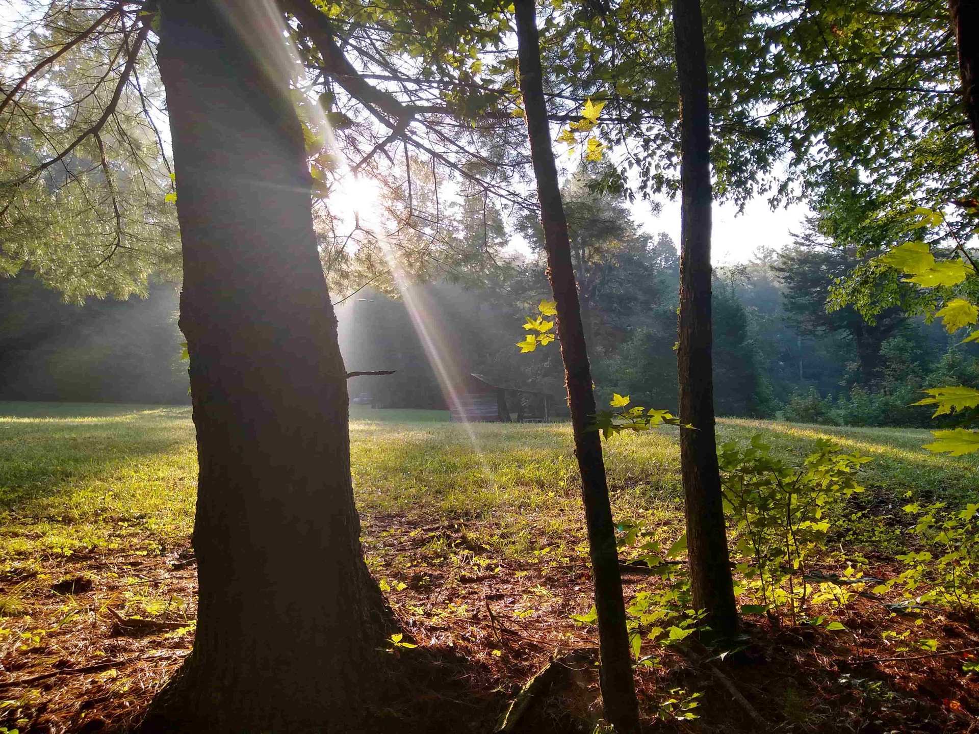 Bestattungswald – Ablauf, Kosten & Ruhezeiten