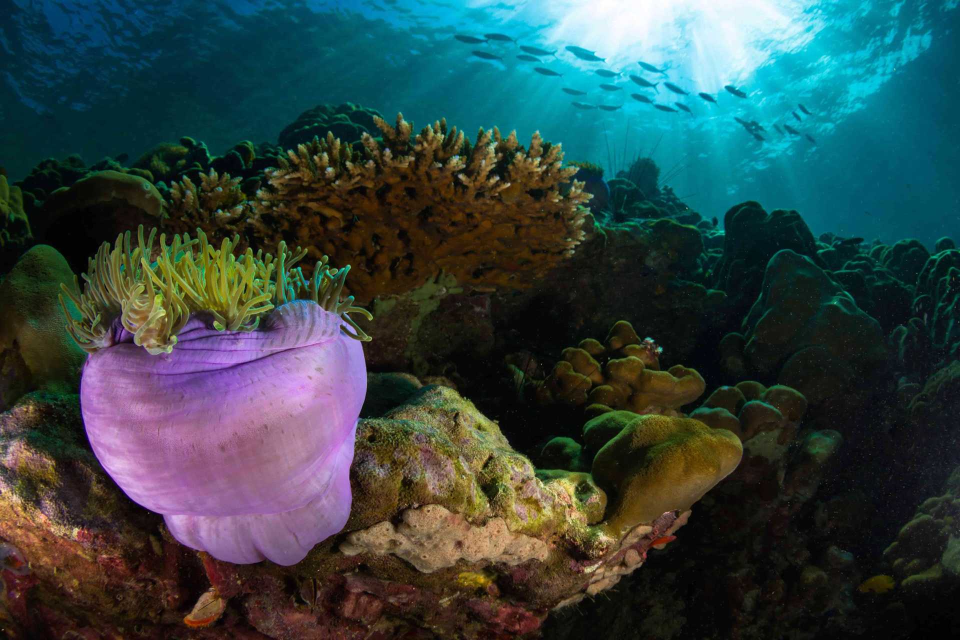 Bestattung im Neptune Memorial Reef